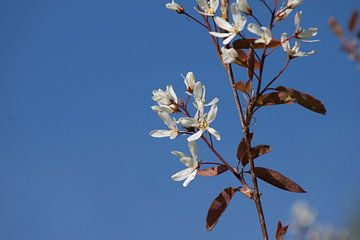 Witte bloemen in de lente van Callista de Sterke