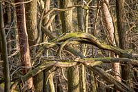 Dead trees and branches