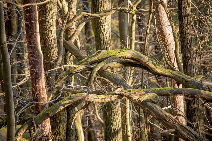Dead trees and branches by Hans-Jürgen Janda