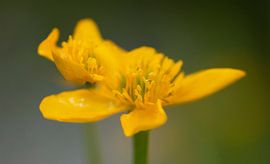 Tüpfelblume von Mario van Loon