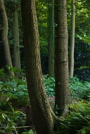 Bomen (Groningen - Netherlands) by Marcel Kerdijk