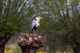 Blue heron by Merijn Loch