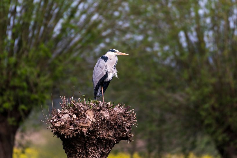 Blue heron by Merijn Loch