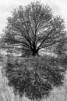 Baum spiegelt sich im Wasser