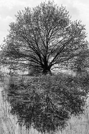 Arbre reflété dans l'eau