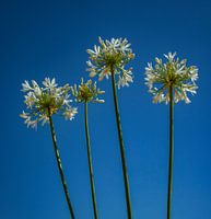 Fleurs dans le ciel
