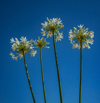 Flowers in the sky by Evelien van der Horst