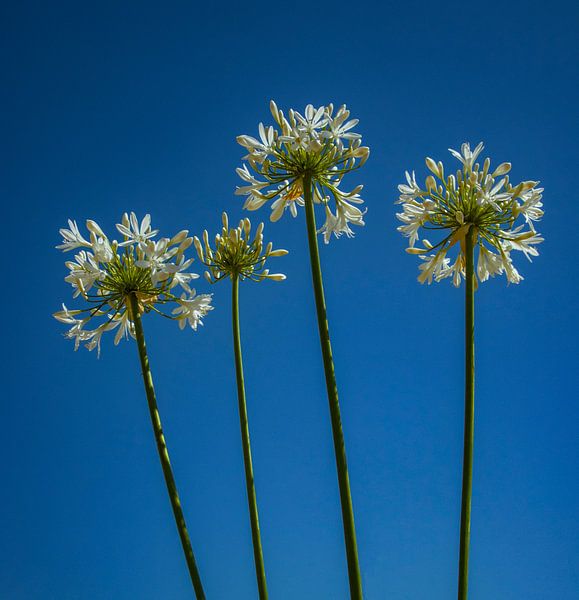 Flowers in the sky van Evelien van der Horst