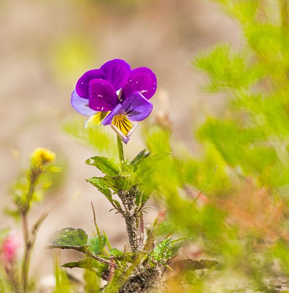 Violette des dunes, petite et impressionnante par Natuurpracht   Kees Doornenbal