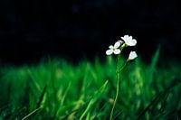 Feldblume