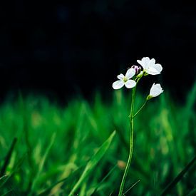 Feldblume von Johan Rosema Fotografie