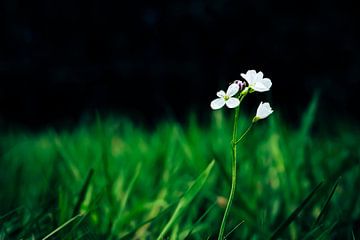 Fleurs de champ sur Johan Rosema Fotografie