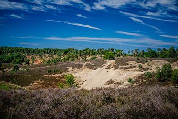 Veluwe - Un paysage néerlandais unique avec des plaines sablonneuses