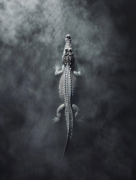 Still lauernder Alligator von fernlichtsicht