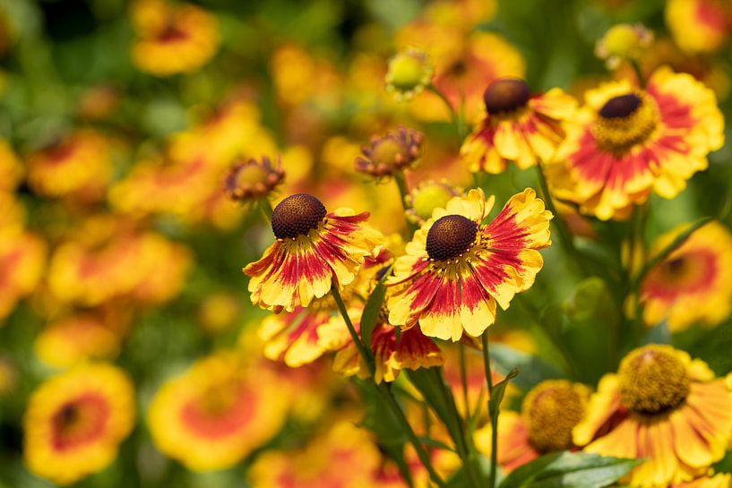 Zonnebloem, Helenium van Alexander Ludwig