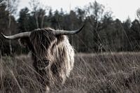 Schotse hooglander