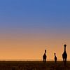 Five giraffes at dawn by Bas Ronteltap