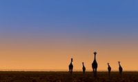 Cinq girafes avant le lever du soleil par Bas Ronteltap Aperçu