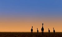 Vijf giraffes voor zonsopkomst