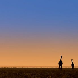 Cinq girafes avant le lever du soleil sur Bas Ronteltap