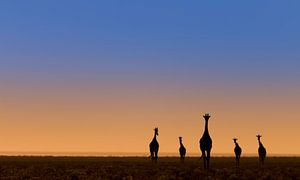 Fünf Giraffen vor Sonnenaufgang von Bas Ronteltap