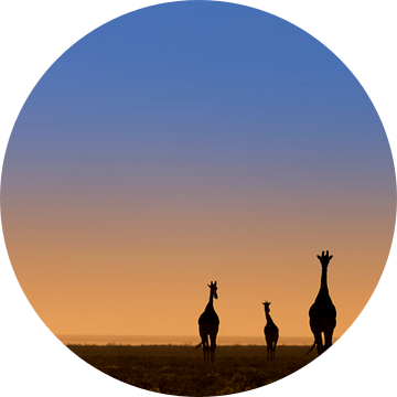 Vijf giraffes voor zonsopkomst van Bas Ronteltap