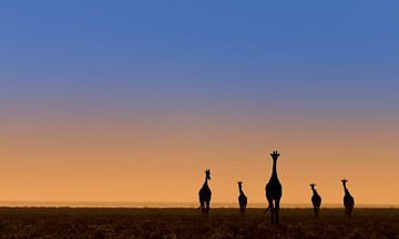 Cinq girafes avant le lever du soleil sur Bas Ronteltap