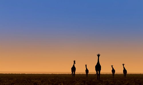 Five giraffes at dawn
