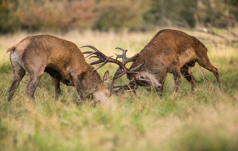 Red deer by Harry Punter