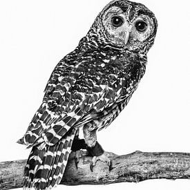 Fine-art portrait of an owl in black and white by Lotte van Alderen