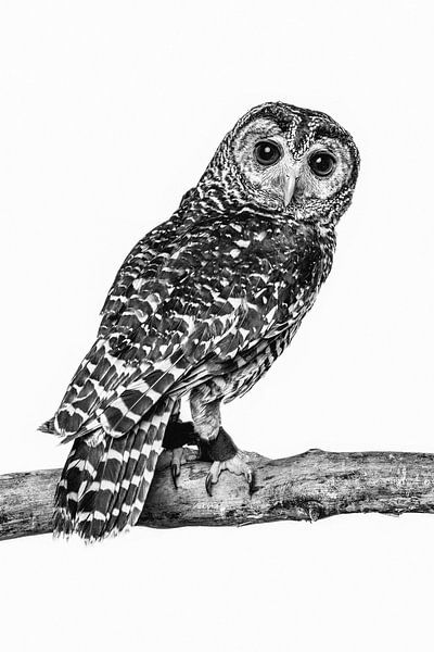 Fine-art portret van een uil in Zwart wit van Lotte van Alderen