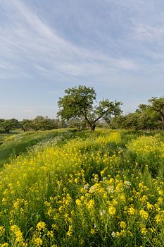A Blossoming Orchard Under a Spring Sky