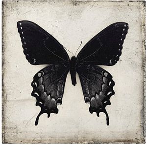Black Butterfly Wall Art , Gothic Home van David Potter