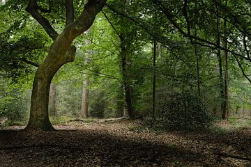 Bosfoto in het avondlicht van WRMFoto