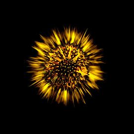 Dandelion Gold by Evgeniya Wesseling