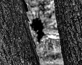 Natur von Jamy Danen