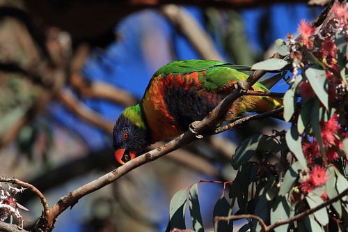 Regenbooglori, in de natuurlijke habitat, Queensland, Australië