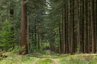 Waldweg von Leo Kramp Fotografie Miniaturansicht