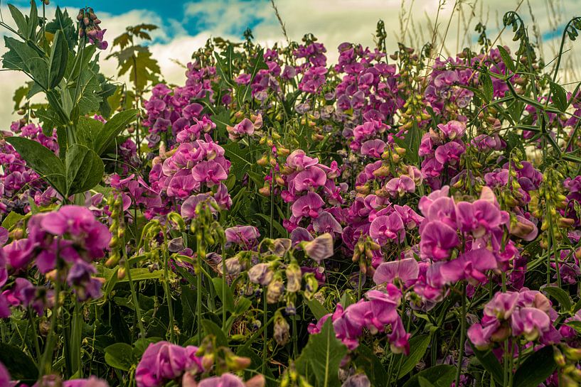 forest flowers field landscape Erzgebirge mushrooms by Johnny Flash