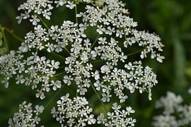 Wild white flowers in sunlight