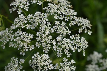 Wilde witte bloemetjes in zonlicht van Breezy Photography and Design