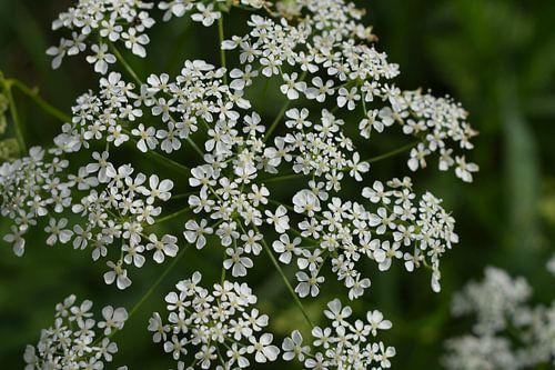 Wilde witte bloemetjes in zonlicht
