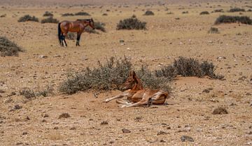 Wild horse foal in Garub in Namibia, Africa by Patrick Groß