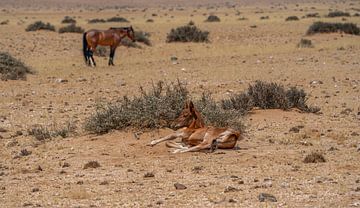 Wildpferdfohlen in Garub in Namibia, Afrika von Patrick Groß