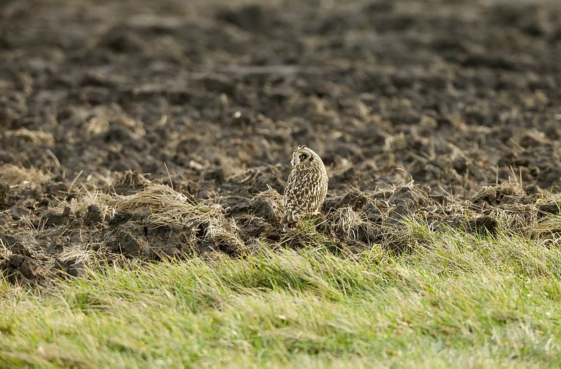 Short-eared owl by Ronald Kromkamp