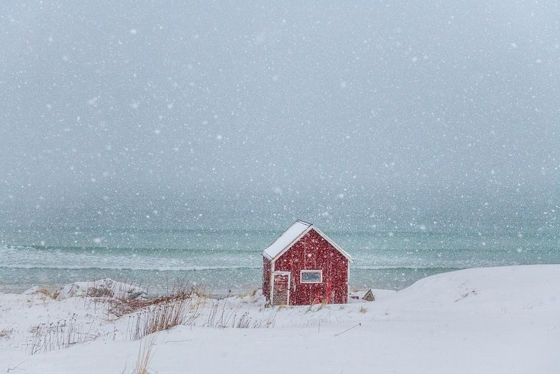 Solitude in Snow by Olga Ilina