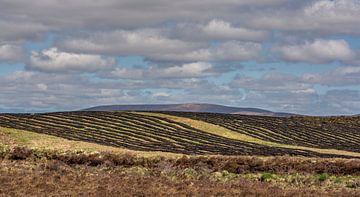 Turf in de zon van Bo Scheeringa Photography