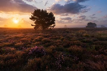 Bloeiende heide zonsopkomst