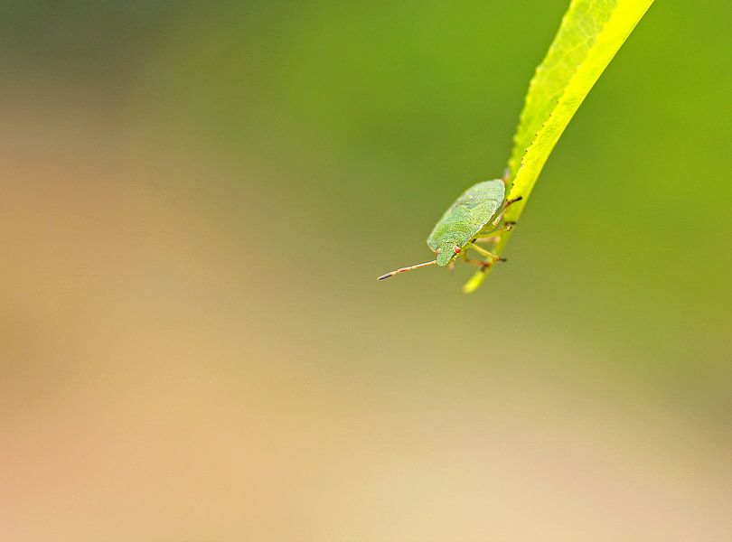 Bladwants by Marco Weening