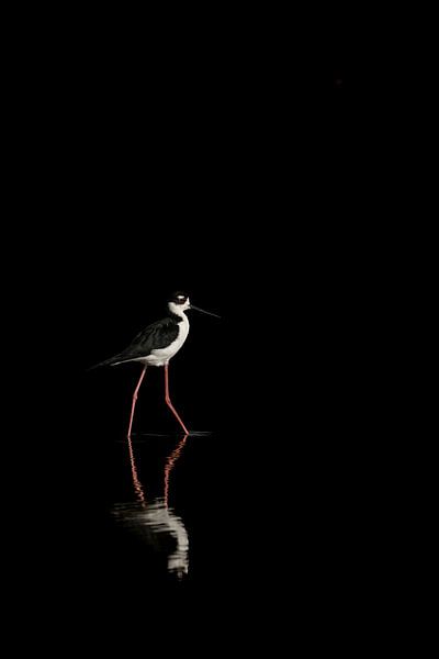 Réflexion sur le repos - L'échassier solitaire par Femke Ketelaar